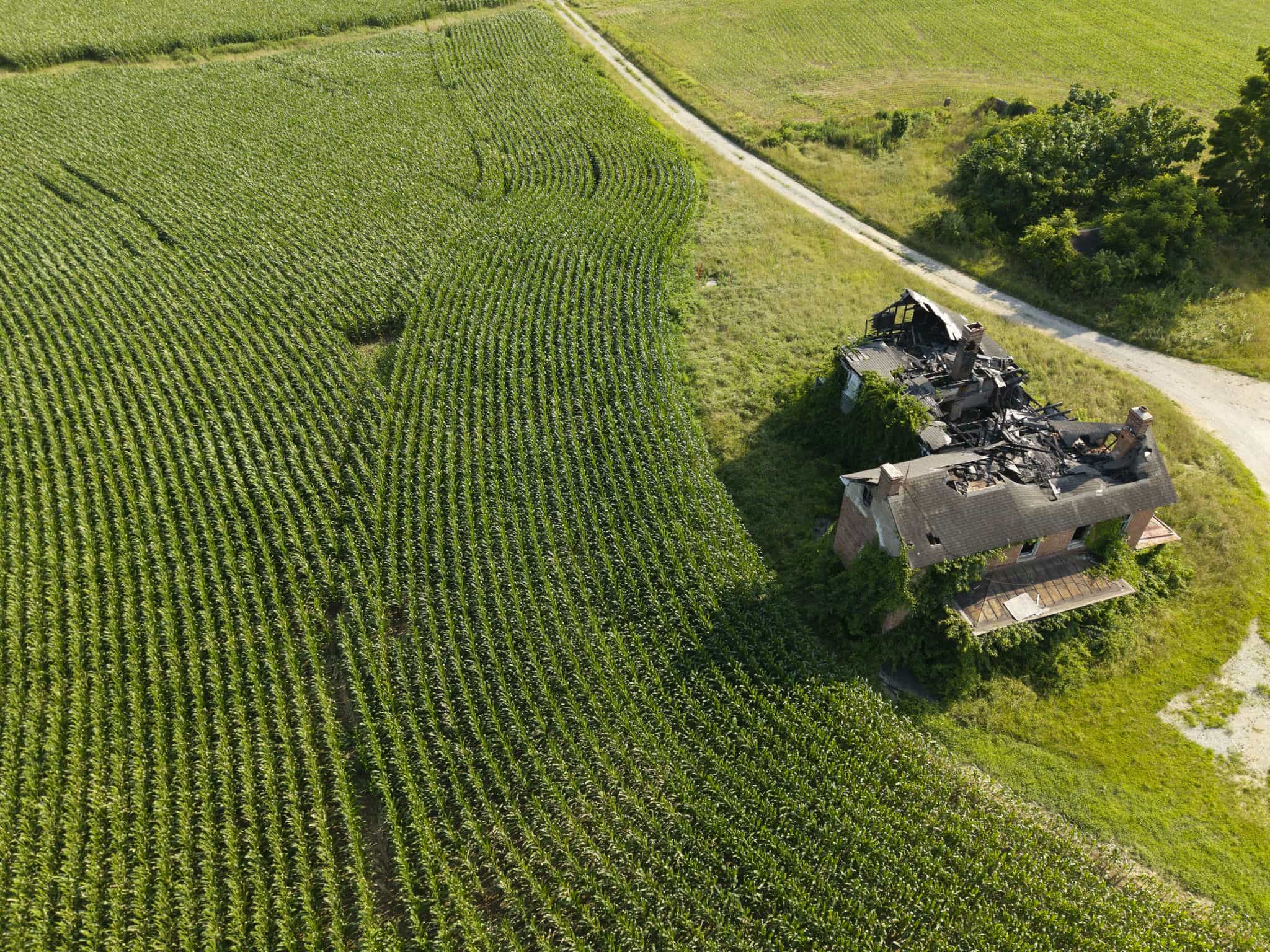 Aerial view of cornfield rows and farmland
